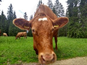 A friendly cow in the Swiss Jura district met in June 2018.